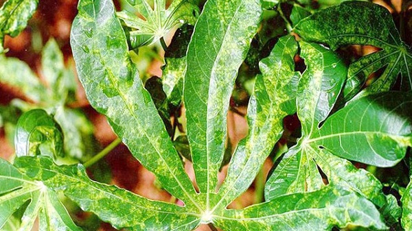 Bệnh Khảm Lá Sắn - Nguyên Nhân Và Cách Phòng Trừ