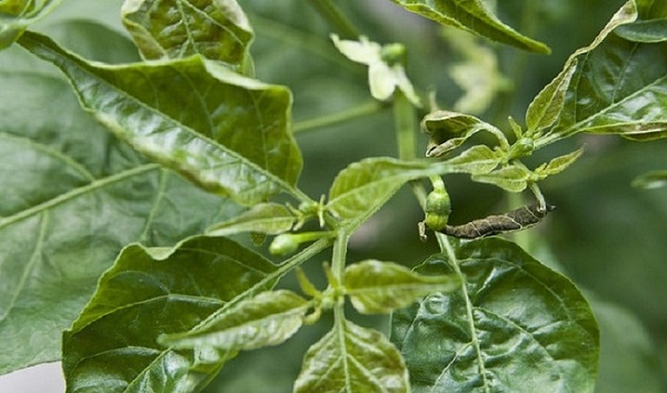 Bệnh Khảm Trên Ớt Có Cách Phòng Ngừa Nào Hiệu Quả?