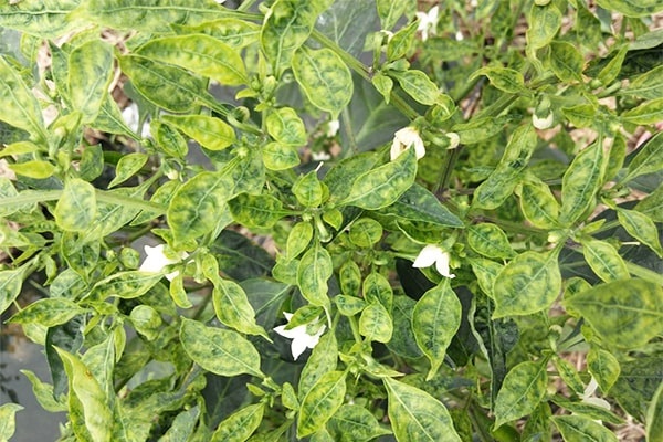 Bệnh nếu không được điều trị kịp thời thì cây sẽ chết