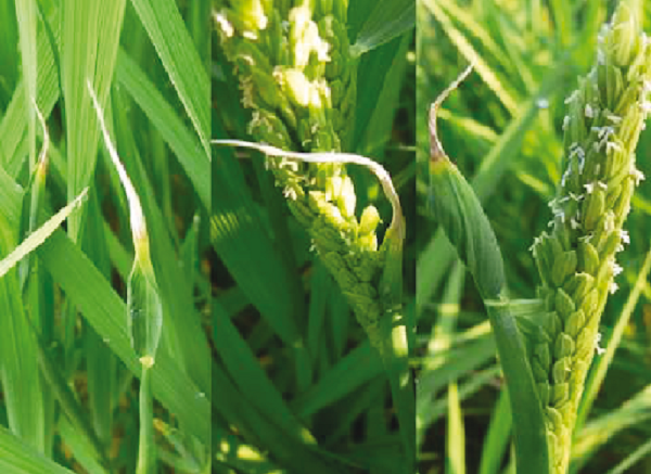 Bệnh Khô Đầu Lá Lúa Có Cách Nào Để Khắc Phục?