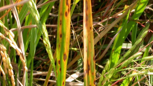 Nhiệt độ và độ ẩm cao là môi trường thuận lợi để bệnh phát triển mạnh mẽ