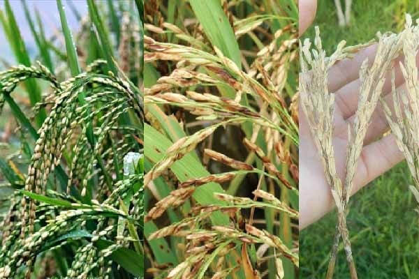 Bệnh Lem Lép Hạt Lúa Có Cách Phòng Trừ Nào Hiệu Quả?