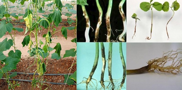 Bệnh lở cổ rễ có nhiều dấu hiệu để nhận biết