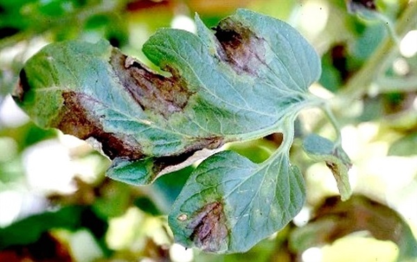 Triệu chứng của bệnh mốc sương ở cà chua khá dễ để nhận biết