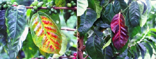 Bệnh Nấm Hồng Trên Cây Cà Phê Có Cách Nào Để Điều Trị?