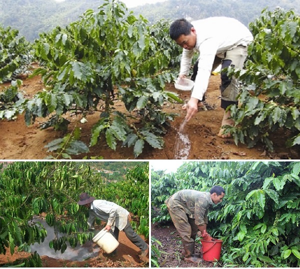 Sử dụng biện pháp hoá học giúp phòng trị nấm hồng trên cây cà phê cách triệt để