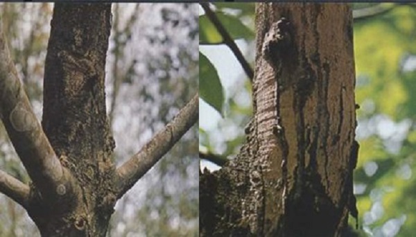 Bệnh Nấm Hồng Trên Cây Cao Su Phòng Trị Thế Nào Hợp Lý?