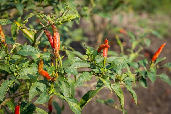 Bệnh Thán Thư Ớt Gây Ra Do Đâu - Cách Phòng Trị