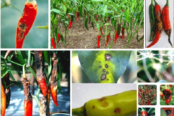 Tác nhân chính gây bệnh thán thư trên ớt là nấm Colletotrichum