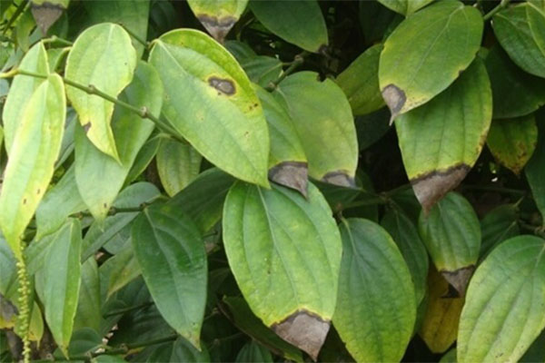 Bệnh Thán Thư Trên cây Tiêu Có Phương Pháp Nào Để Điều Trị?
