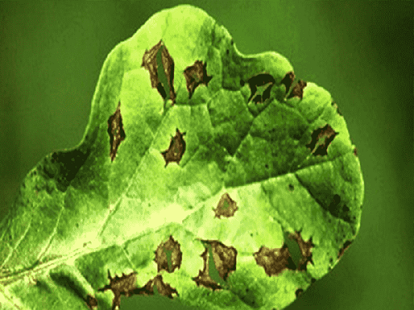 Bệnh thán thư trên dưa hấu do một loại nấm gây ra