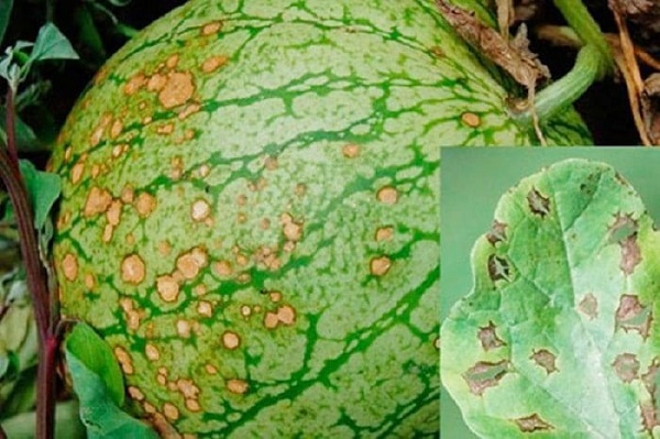Bệnh Thán Thư Trên Dưa Hấu Với Cách Phòng Trừ Tốt Nhất