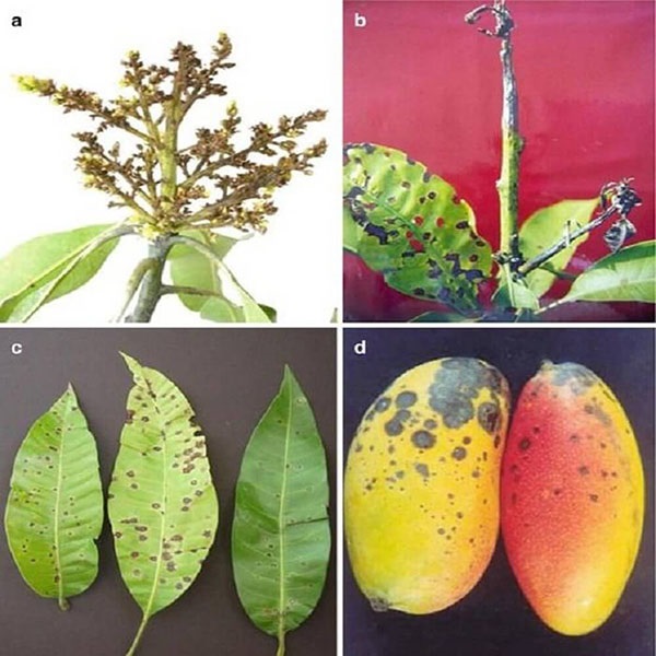 Bệnh Thán Thư Hại Xoài Có Biện Pháp Nào Khắc Phục?