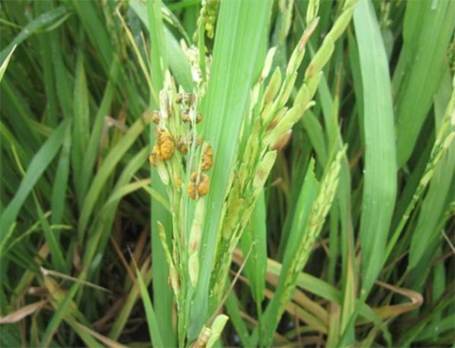 Có nhiều nguyên nhân làm xuất hiện bệnh than vàng trên lúa