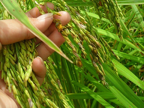 Bà con có thể sử dụng các loại thuốc hoá học đặc trị bệnh than vàng trên lúa