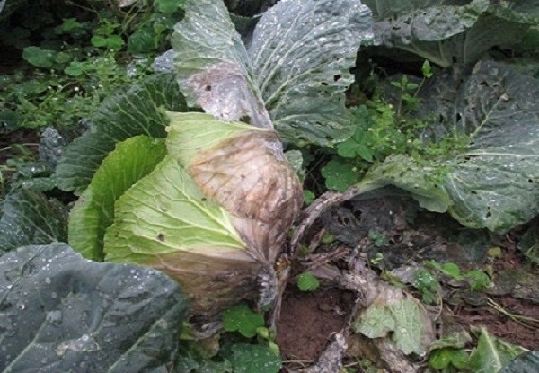 Bệnh thối nhũn ở cây bắp cải là di vi khuẩn gây ra