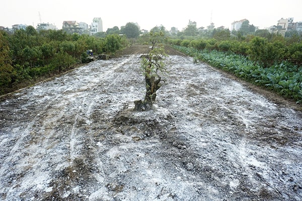 Xử lý đất là cách tốt nhất để phòng bệnh thối nhũn trên rau cải