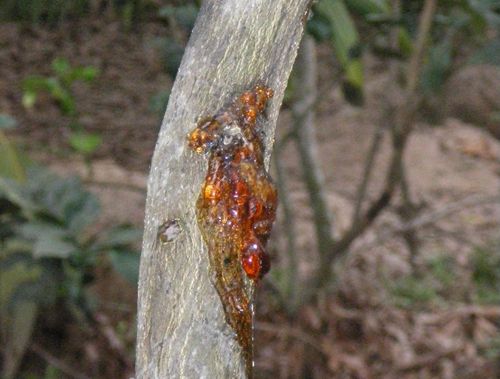 Bệnh xuất hiện là do sự xâm nhập của nấm đến phần rễ cây