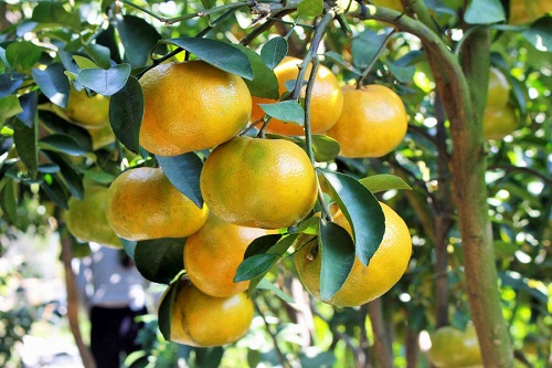 Trái quýt đường khi bị nhiễm bệnh sẽ vàng đi