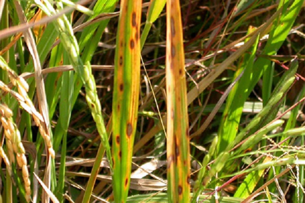 Bệnh Tiêm Lứa Hại Lúa Làm Thế Nào Phòng Trừ?