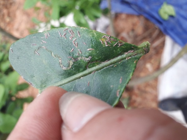 Bệnh Trên Cây Bưởi Da xanh Và Cách Phòng Trừ