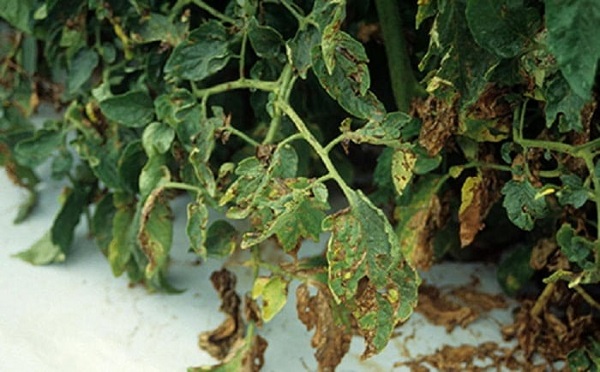 Bệnh đốm vi khuẩn gây hại nặng nề cho cây cà chua nếu điều kiện môi trường có nhiệt độ cao