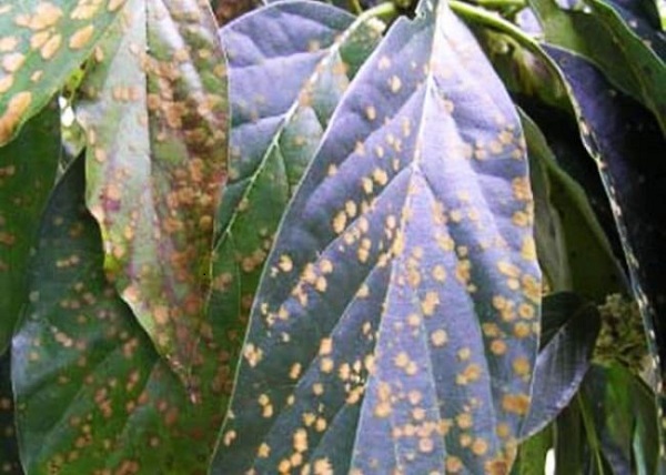 Bệnh Trên Cây Cà Phê Nào Phổ Biến?