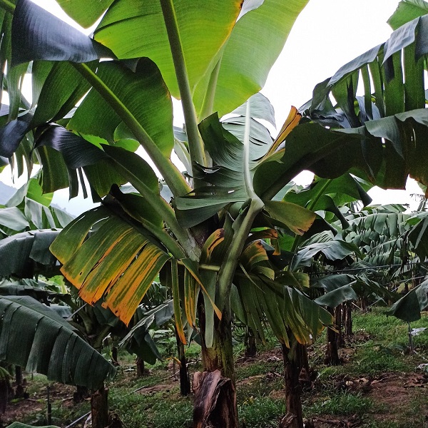 Bệnh Trên Cây Chuối Có Cách Phòng Trị Nào Tốt Nhất?