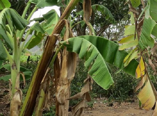 Bệnh có thể khiến cây bị chết nhưng thân cây không ngã đổ