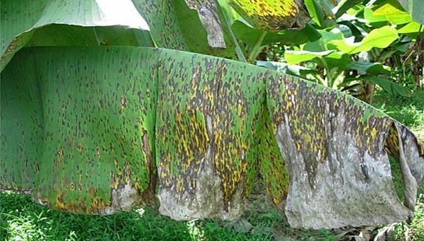 Độ ẩm không khí cao sẽ khiến bệnh phát triển mạnh mẽ