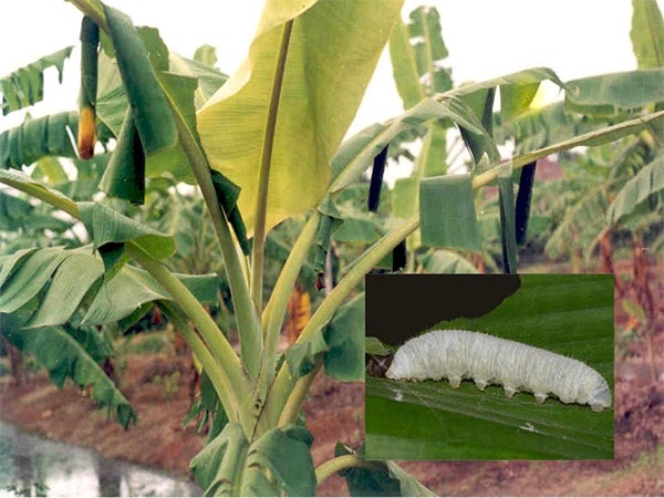 Sâu đục củ là nguyên nhân khiến cây chuối không nhận được dinh dưỡng và chết dần