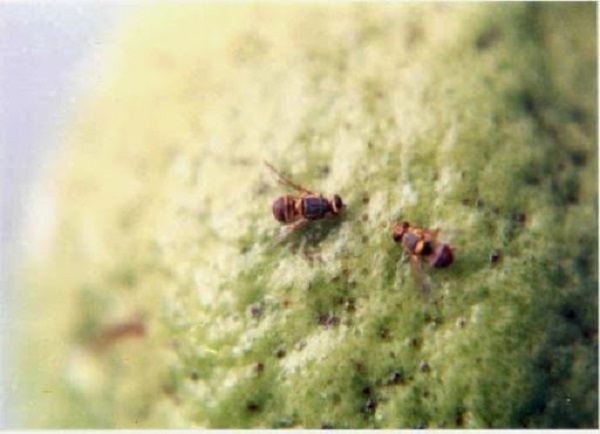 Bệnh Trên Cây Ổi Do Nguyên Nhân Nào Gây Ra