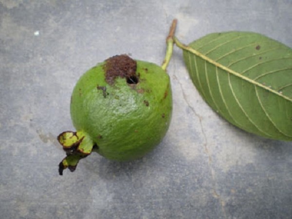 Sâu đục trái gây ảnh hưởng lớn đến năng suất cây ổi