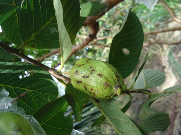 Bệnh ghẻ trên ổi làm trái ổi mất đi giá trị kinh tế