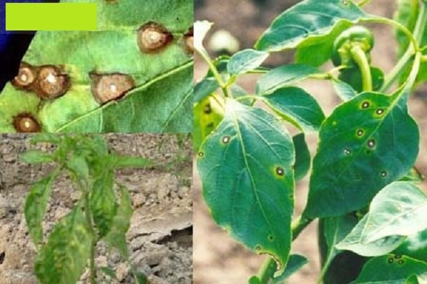 Bệnh đốm trắng lá trên cây ớt làm trái nhỏ, năng suất giảm