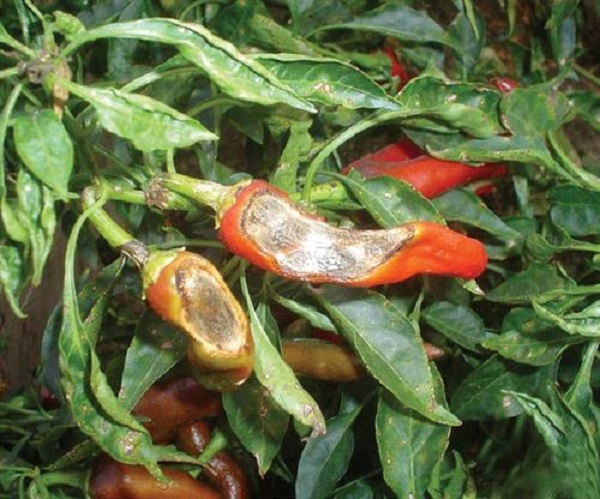 Bệnh Trên Cây Ớt Phổ Biến Hiện Nay