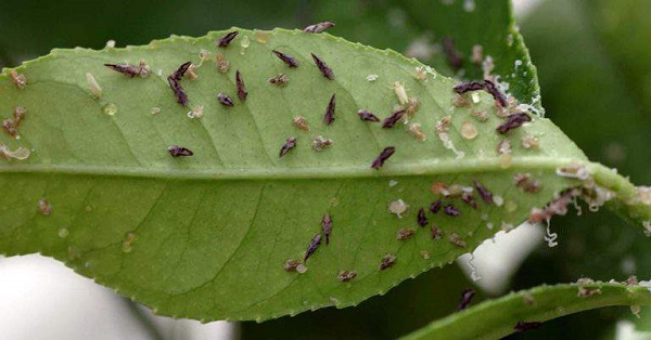 Bà con muốn phòng bệnh vàng lá gân xanh thì cần loại bỏ hết môi giới truyền bệnh trên cây