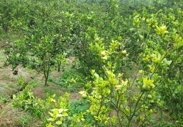 Tìm Hiểu Nguyên Nhân Chính Gây Ra Bệnh Vàng Lá Thối Rễ