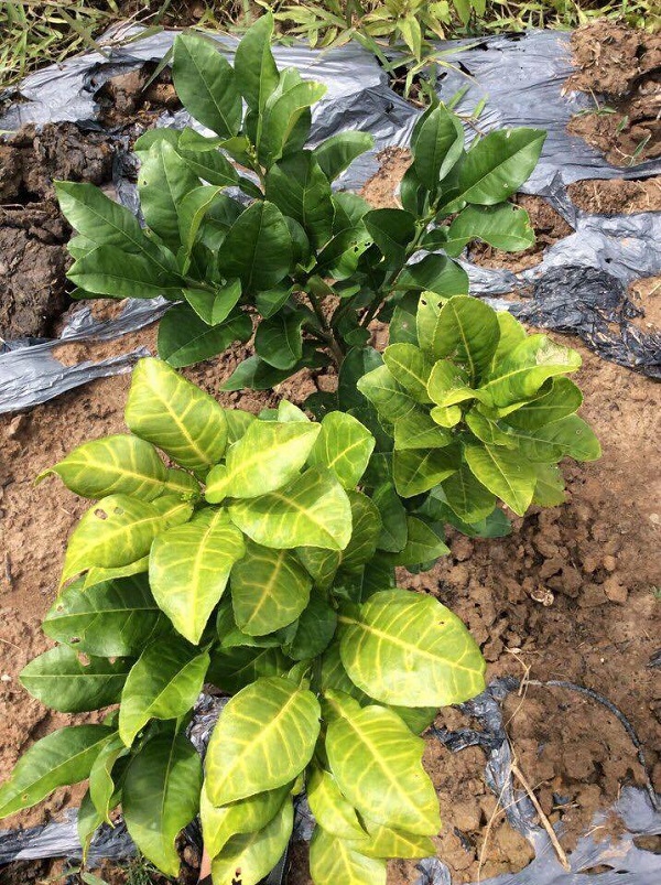 Vi tuyến trùng ăn rễ cây có múi và thường được kết hợp với thối rễ Phytophthora