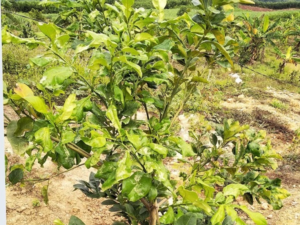 Vàng lá do dịch bệnh khiến cả phiến và gân lá của cây bưởi đều bị vàng