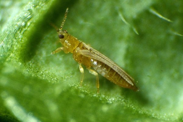 Khắc Phục Tình Trạng Bọ Trĩ  Hại Dưa Hấu