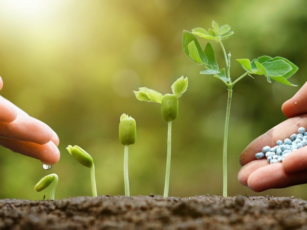 Bón Đạm Ure Cho Rau Như Thế Nào Cho An Toàn Và Hiệu Quả?