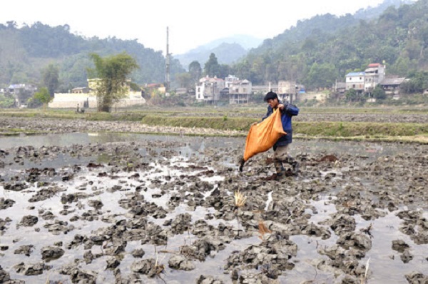 Kỹ thuật bón lót cho ruộng lúa không yêu cầu quá cao