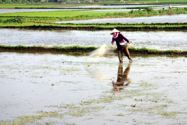 Bón Lót Cho Lúa Khi Nào? Kỹ Thuật Bón