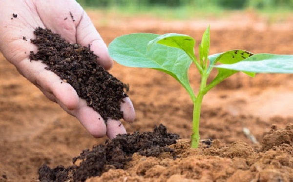 Việc bón phân đúng nguyên tắc giúp tránh được tình trạng ngộ độc phân bón