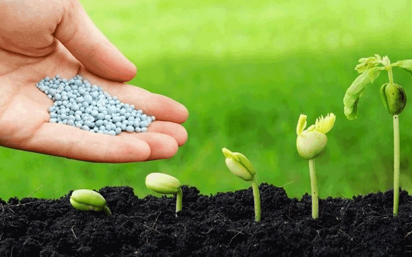 Bón Phân Cho Cây Theo Phương Pháp Nào Hợp Lý Nhất?