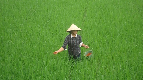 Giai đoạn bón thúc đòng chiếm vai trò qua trọng để tăng năng suất vụ mùa