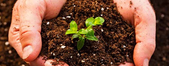 Bón Vôi Cải Tạo Đất Đóng Vai Trò Quan Trọng Thế Nào?