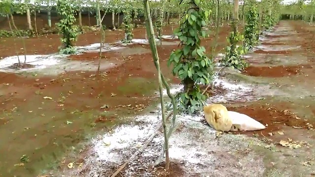 Bón Vôi Cho Cây Tiêu Đúng Quy Trình Kỹ Thuật