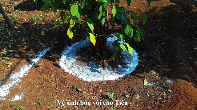 Bón vôi cho cây tiêu có tác dụng khử trùng, tiêu diệt mầm bệnh